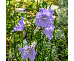 Klokjesbloem - Campanula persicifolia 'Coerulea'