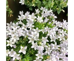 Klokjesbloem - Campanula posch. 'E.H. Frost'