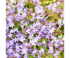 Klokjesbloem - Campanula poscharskyana 'Lisduggan Variety'