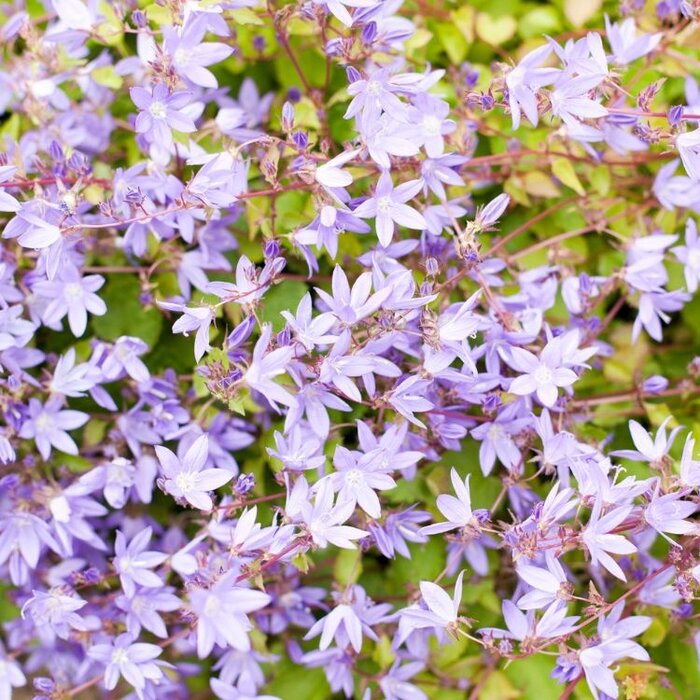 Klokjesbloem - Campanula poscharskyana 'Lisduggan Variety'