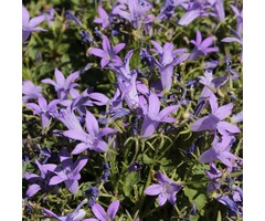 Klokjesbloem - Campanula posch. 'Senior'