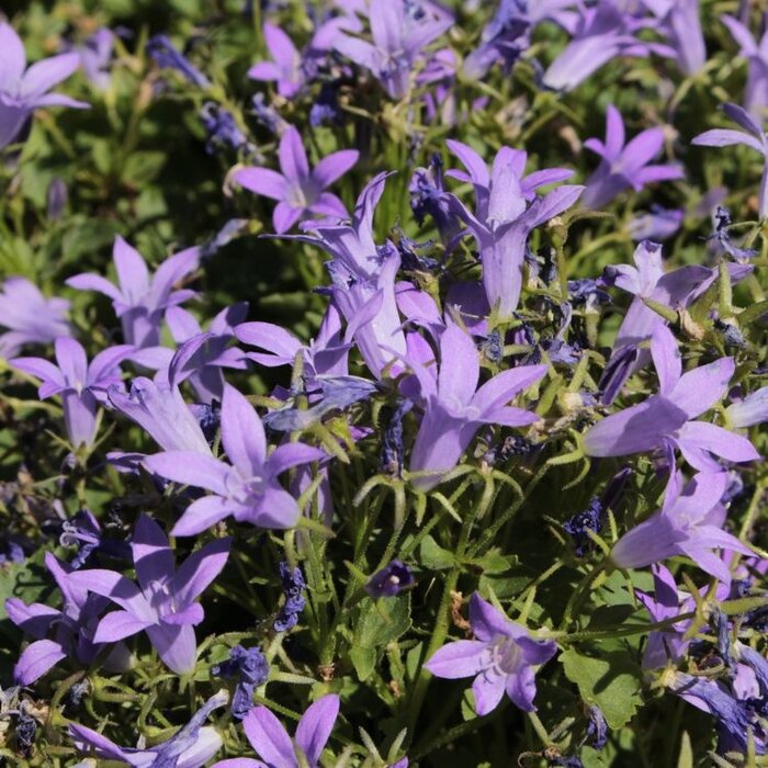 Klokjesbloem - Campanula posch. 'Senior'