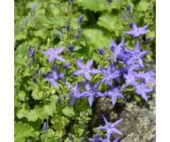 Klokjesbloem - Campanula posch. 'Stella'
