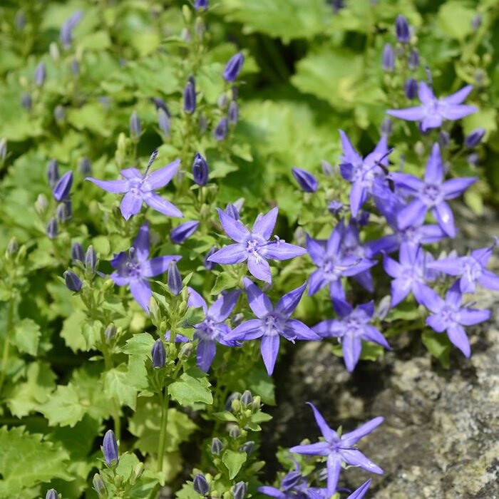 Klokjesbloem - Campanula posch. 'Stella'