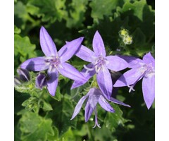 Klokjesbloem - Campanula garganica 'Senior'