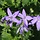 Klokjesbloem - Campanula garganica 'Senior'