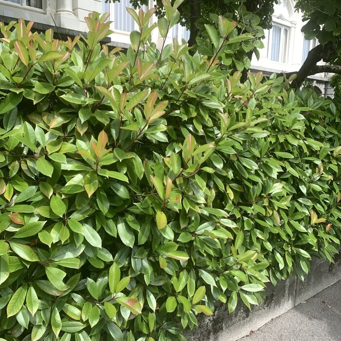 Glansmispel haag - Photinia fraseri 'Red Robin'