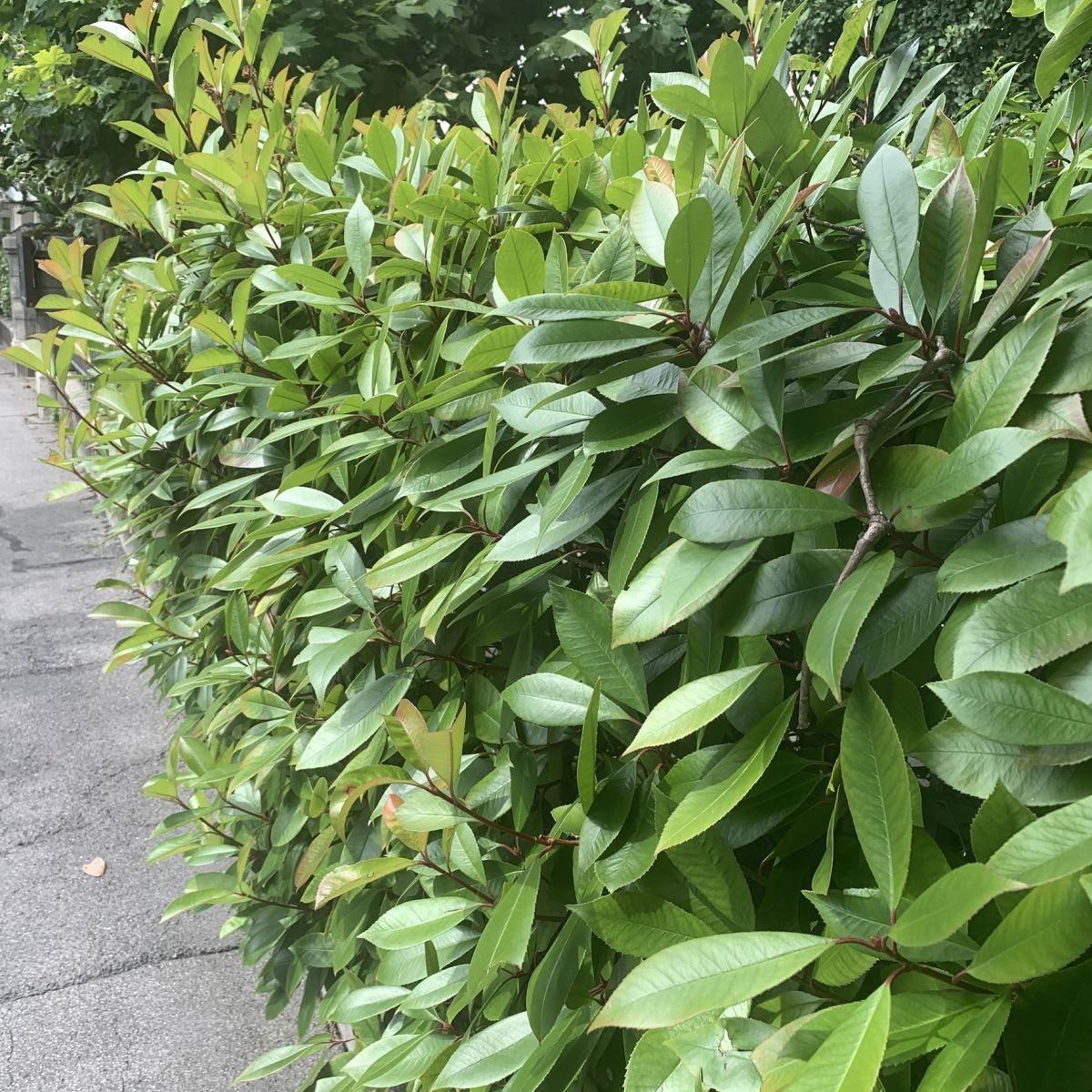 Glansmispel (Photinia fraseri 'Carré Rouge')