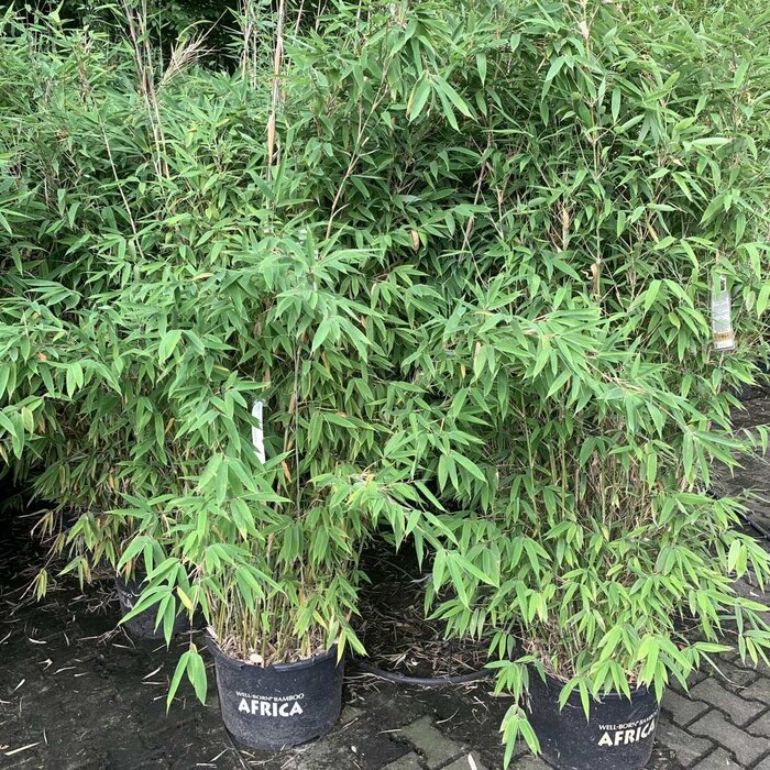 Niet woekerende bamboe haag- Fargesia rufa haag