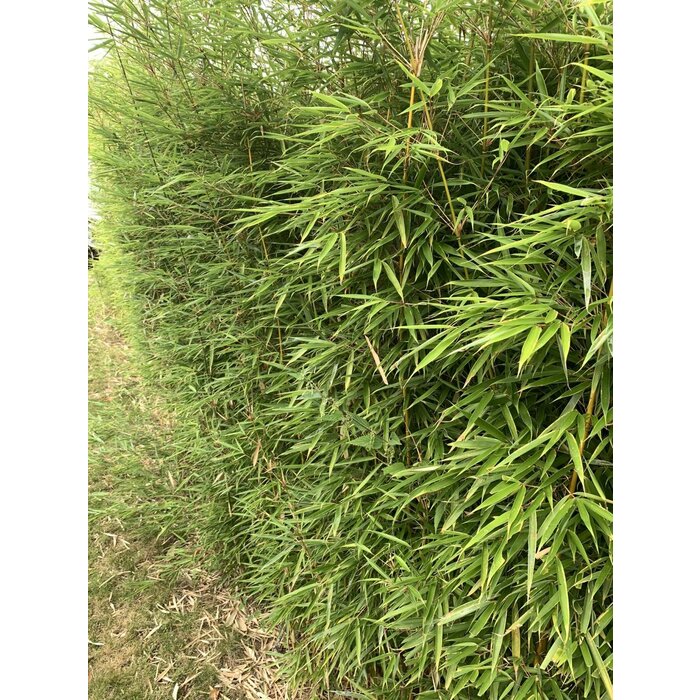 Niet woekerende bamboe haag- Fargesia rufa haag