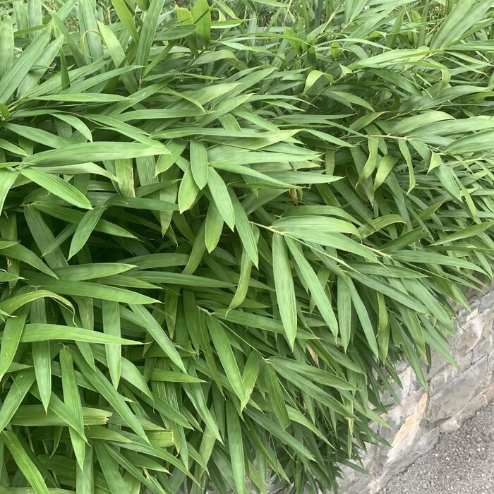 Niet woekerende bamboe haag- Fargesia rufa haag