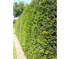 Taxushaag (Taxus baccata)  Strakke wintergroene haag kopen?