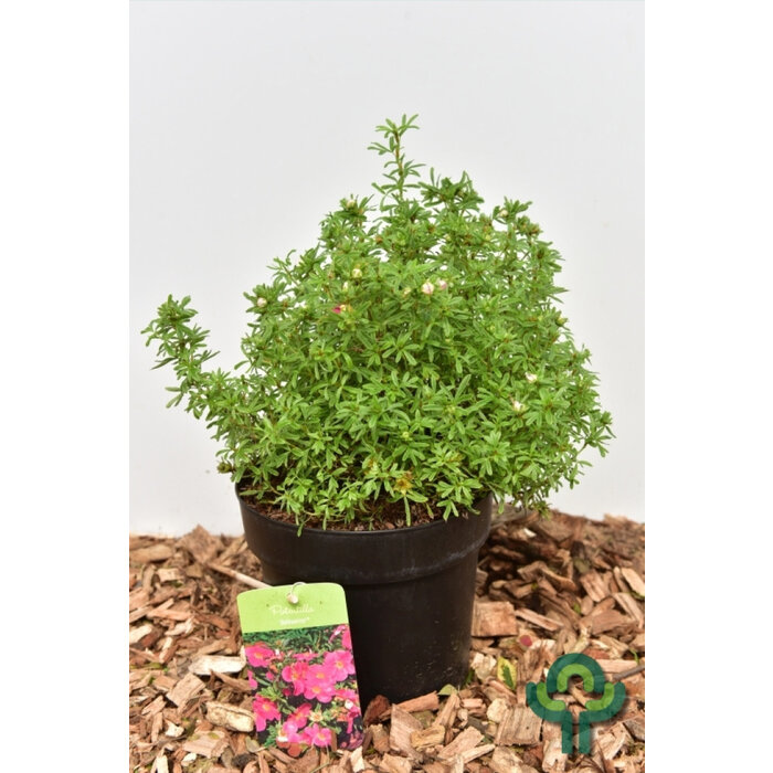 Ganzerik - Potentilla fruticosa  'Bellissima'