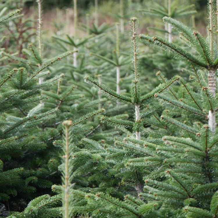 Abies fraseri - Zilverspar