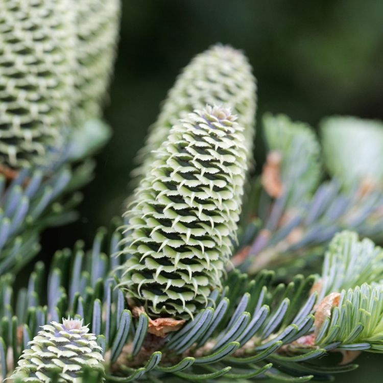 Abies fraseri - Zilverspar