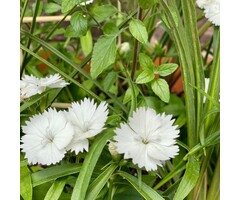 Anjer - Dianthus (P) 'Albus Plenus'