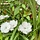 Anjer - Dianthus (P) 'Albus Plenus'