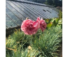Anjer - Dianthus allwoodii 'Helen'
