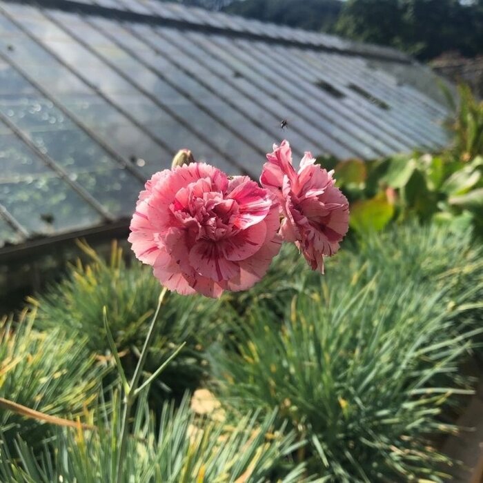 Anjer - Dianthus allwoodii 'Helen'
