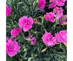 Anjer - Dianthus caryophyllus 'Pink PomPom'