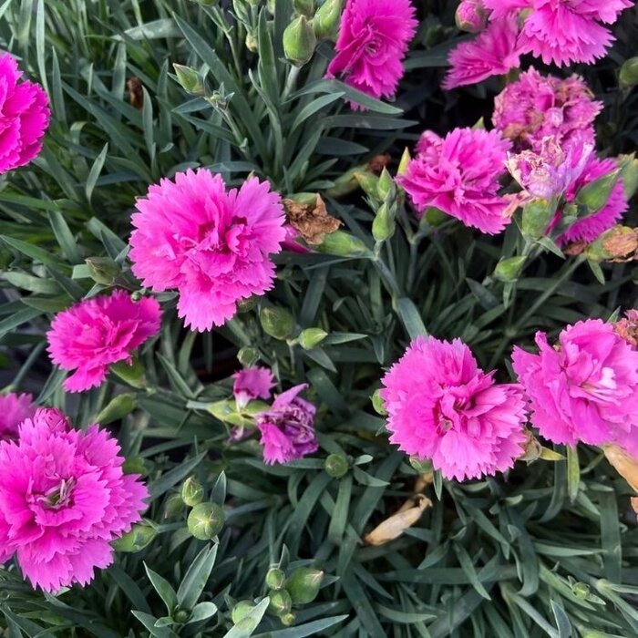 Anjer - Dianthus caryophyllus 'Pink PomPom'