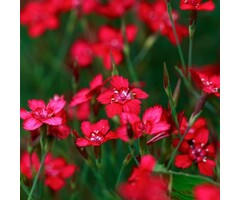 Anjer - Dianthus del. 'Flashing Light'