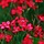 Anjer - Dianthus del. 'Flashing Light'