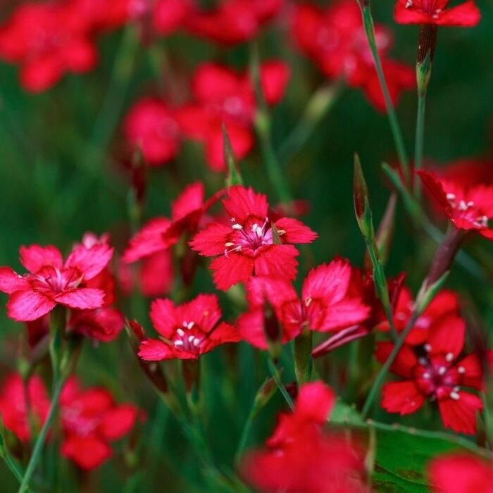 Anjer - Dianthus del. 'Flashing Light'