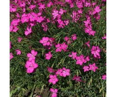 Anjer - Dianthus deltoides 'Rosea'