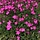 Anjer - Dianthus deltoides 'Rosea'