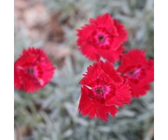 Anjer - Dianthus 'Roodkapje'