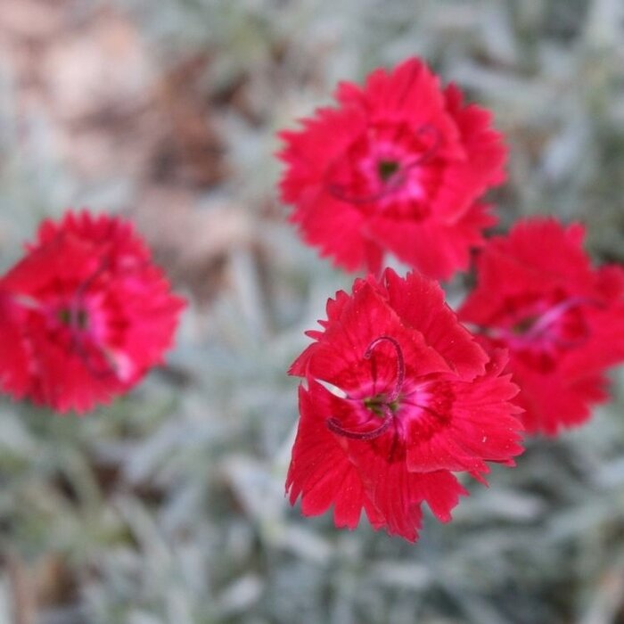 Anjer - Dianthus 'Roodkapje'