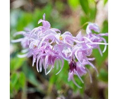 Elfenbloem - Epimedium grandiflorum 'Lilafee'