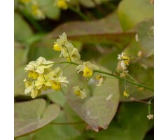 Elfenbloem - Epimedium perralchicum 'Frohnleiten'