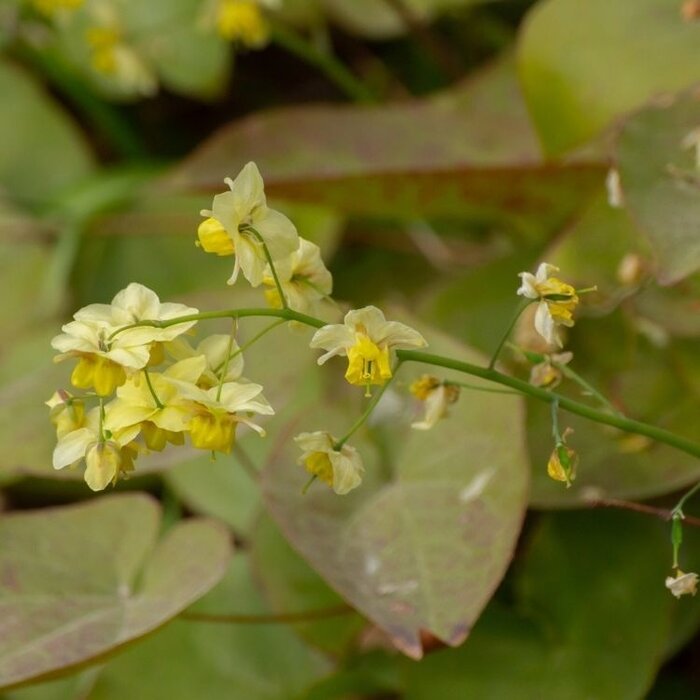 Elfenbloem - Epimedium perralchicum 'Frohnleiten'