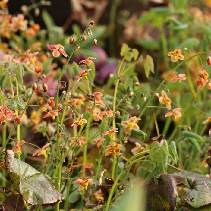 Elfenbloem - Epimedium pubigerum 'Orangekonigin'