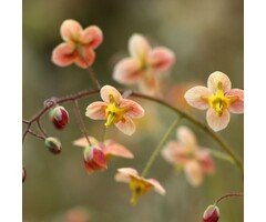 Elfenbloem - Epimedium pubigerum 'Orangekonigin'