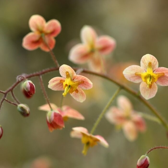 Elfenbloem - Epimedium pubigerum 'Orangekonigin'
