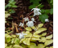 Elfenbloem - Epimedium youngianum 'Niveum'