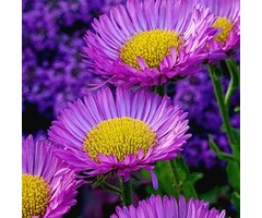 Fijnstraal - Erigeron 'Dunkelste Aller'