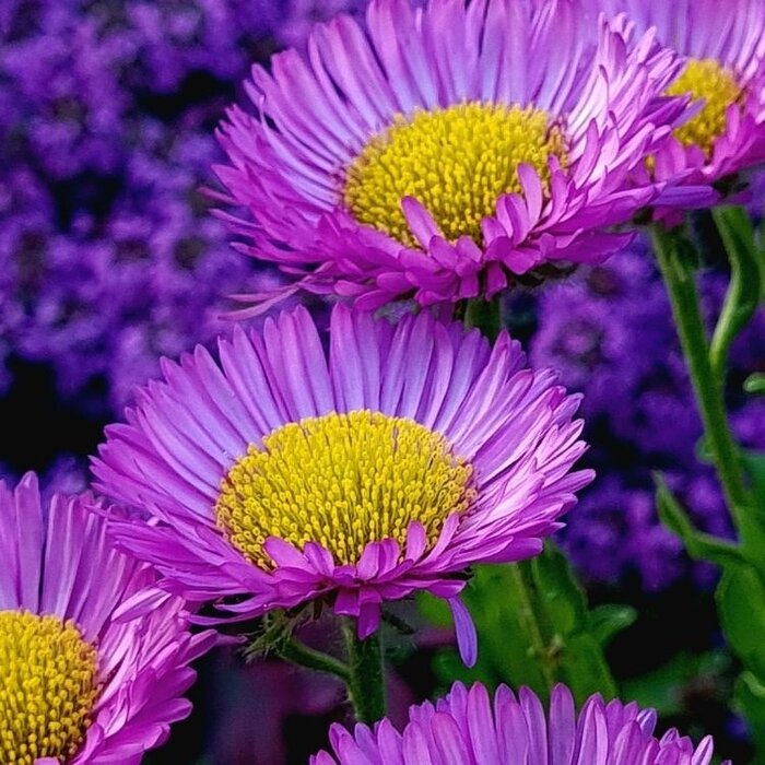 Fijnstraal - Erigeron 'Dunkelste Aller'