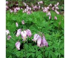 Gebroken hartje - Dicentra formosa