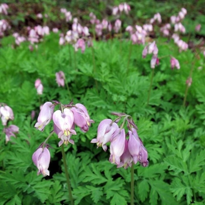 Gebroken hartje - Dicentra formosa