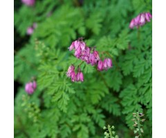 Gebroken hartje - Dicentra formosa 'Luxuriant'