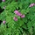 Gebroken hartje - Dicentra formosa 'Luxuriant'