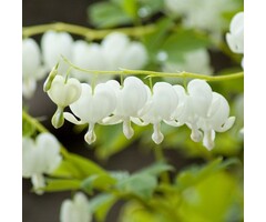 Gebroken hartje - Dicentra spectabilis 'Alba'