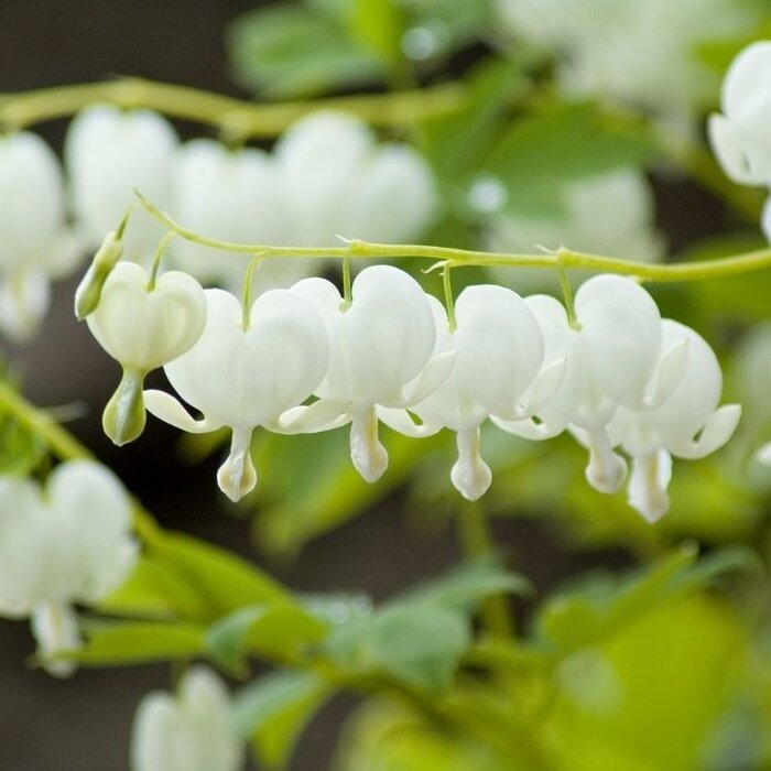 Gebroken hartje - Dicentra spectabilis 'Alba'