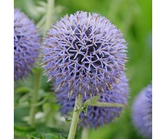 Kogeldistel - Echinops bannaticus 'Taplow Blue'