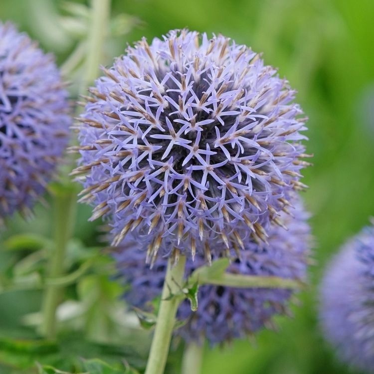Kogeldistel - Echinops bannaticus 'Taplow Blue'