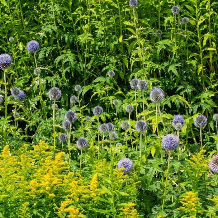 Kogeldistel - Echinops bannaticus 'Taplow Blue'
